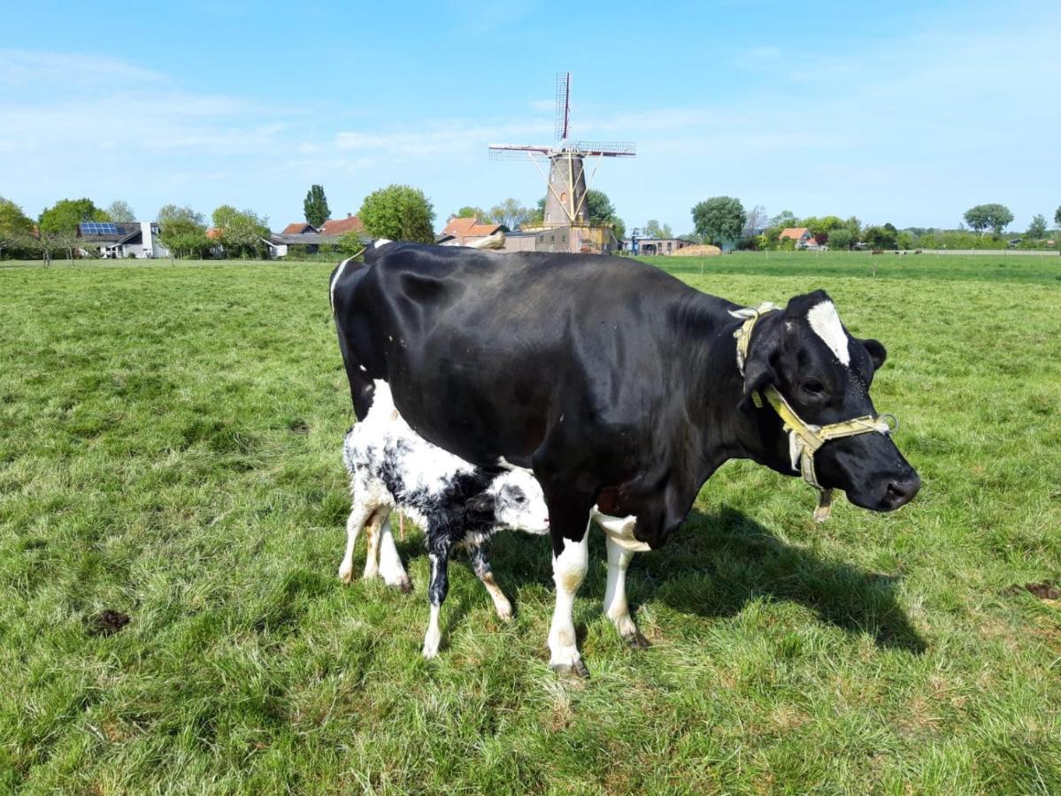 Chalets Op Minicamping Dorpszicht Gapinge Exterior foto